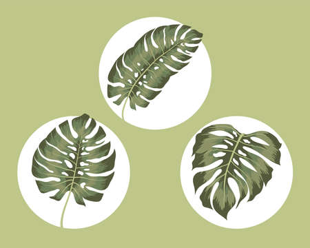 set of three green monsterasのイラスト素材