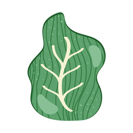 fresh lettuce vegetableのイラスト素材