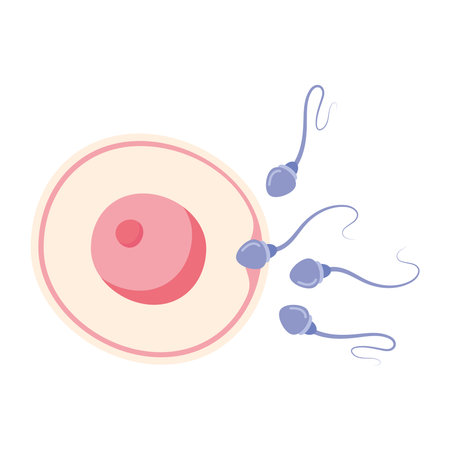 fertilization of the ovum icon