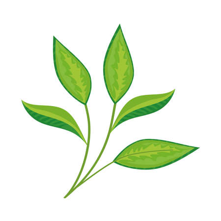 green tea leafsのイラスト素材