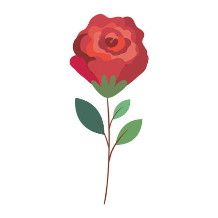 red rose flowerのイラスト素材