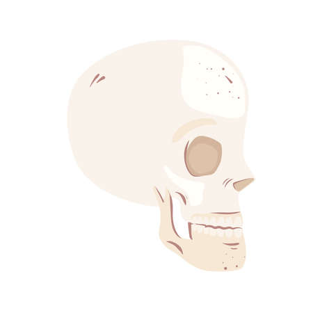 skeleton head profileのイラスト素材
