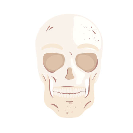 skeleton head frontのイラスト素材