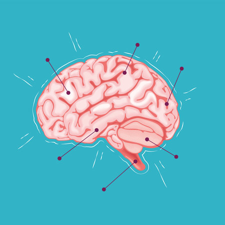 realistic human brain organ icon