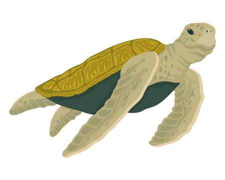 green turtle swimming sea life animal
