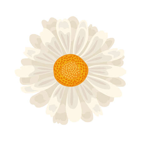 white beautiful flowerのイラスト素材
