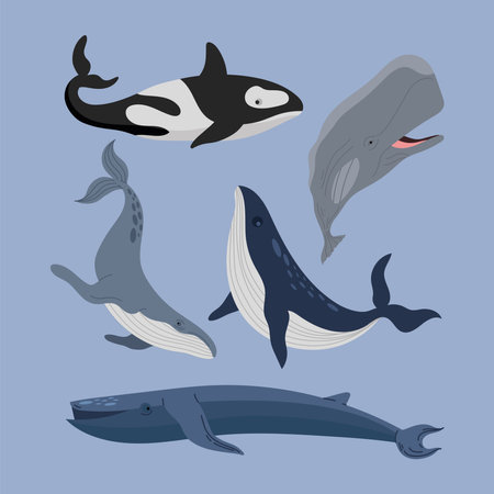 five whales sealife animalsのイラスト素材