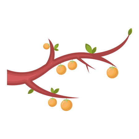 branch tree with orangesのイラスト素材