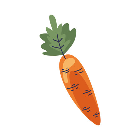 carrot fresh vegetableのイラスト素材