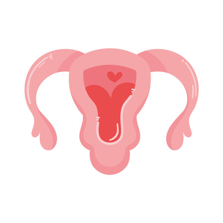 female uterus organのイラスト素材