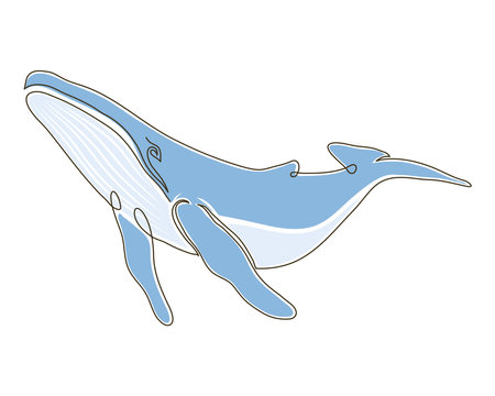 wild whale color drawnのイラスト素材