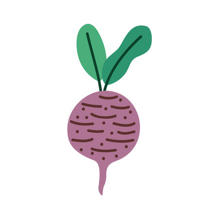 fresh radish vegetableのイラスト素材
