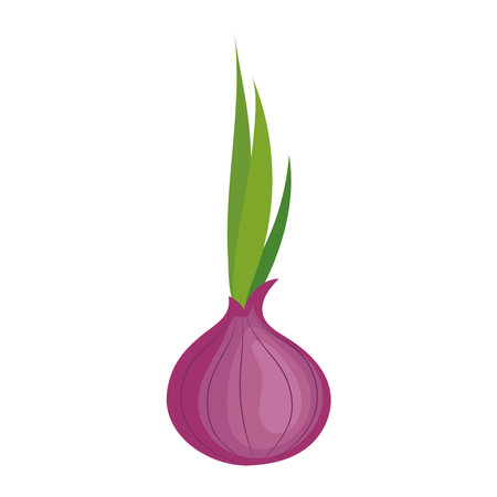 fresh purple onion vegetableのイラスト素材