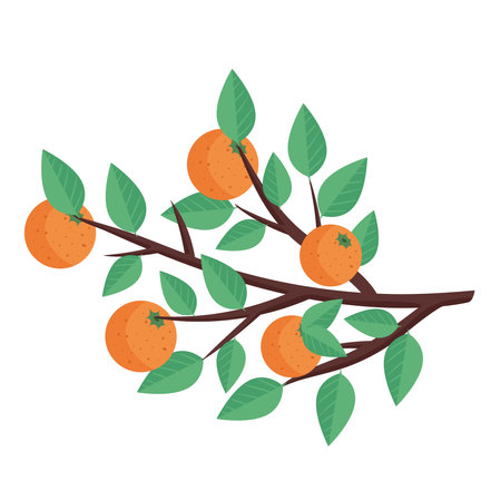 tree branch with orangesのイラスト素材