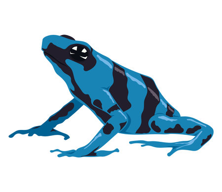 blue and black frog amphibianのイラスト素材