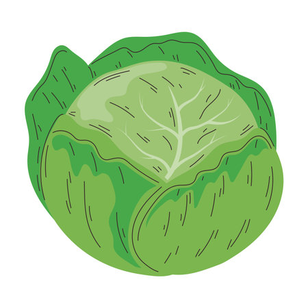 fresh lettuce vegetableのイラスト素材
