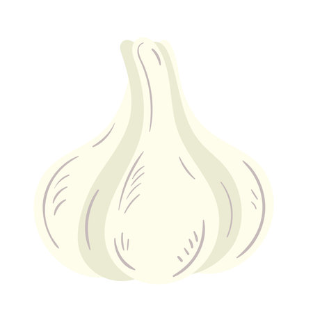 Fresh organic garlicのイラスト素材