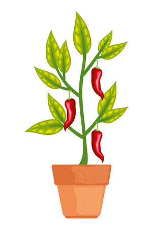 Organic chili pepper growth and freshnessのイラスト素材