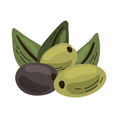 Fresh organic olives berriesのイラスト素材