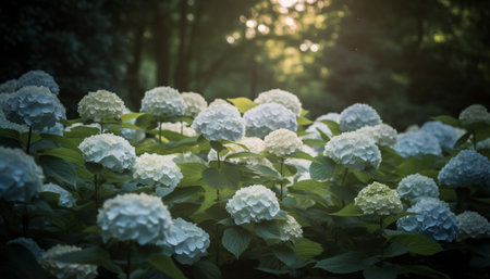 Fresh hydrangea blossom in formal garden tranquility generated by artificial intelligenceの素材