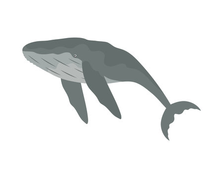 humpback sealife tropicalのイラスト素材
