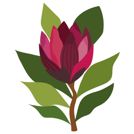 south africa king protea floralのイラスト素材