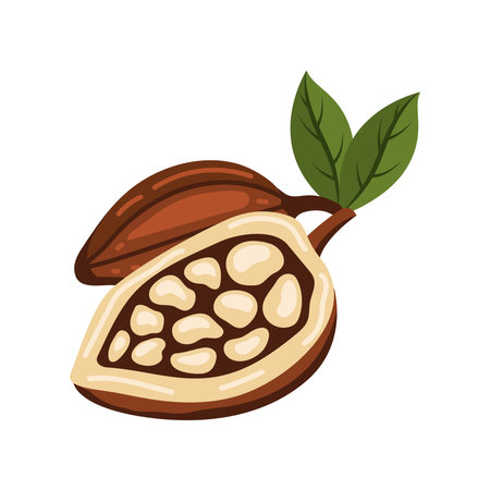 cocoa beans and leavesのイラスト素材