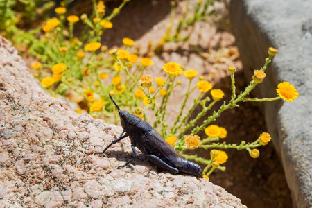 Poekilocerus bufonius vittatus a venomous grass-hopper from the arid deserts of the Sinai peninsula.Dahab. Egypt.March 2015.の写真素材