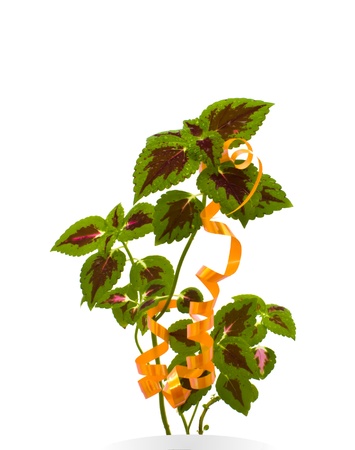 Coleus on a white background.の写真素材