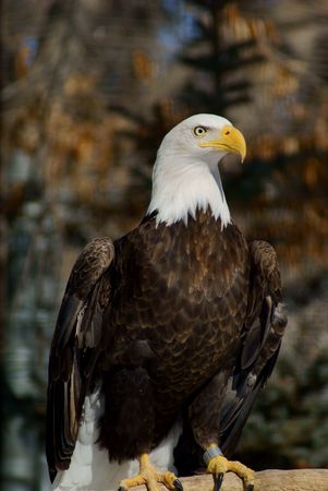 Bald eagle, white head, yellow bill, yellow eyes,  white tail 