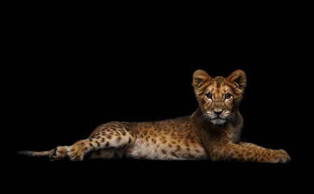 lion cubの写真素材