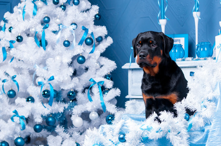 Happy Christmas dog with a Christmas tree . Happy New Yearの写真素材