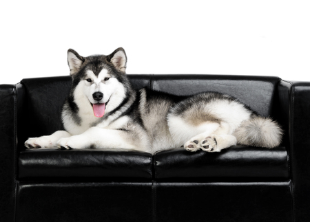 Isolated portrait of a Alaskan Malamute dog on a black couch. Huskyの写真素材