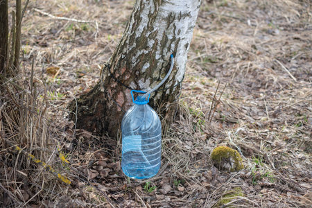 Collection of birch sap in the spring forest. Birch sap flows into a plastic containerの写真素材