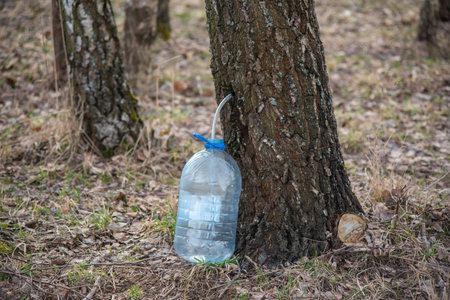 Collection of birch sap in the spring forest. Birch sap flows into a plastic containerの写真素材