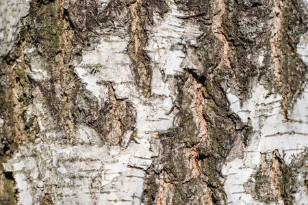 Patterns on the bark of Russian birch, natural origin