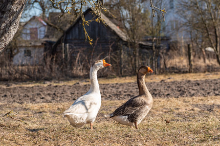 Geese on the wave pasture in early springの写真素材
