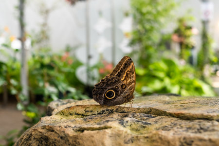 A butterfly sits on a stone with folded wings. Butterfly genus Morpho from the Nymphalidae family.