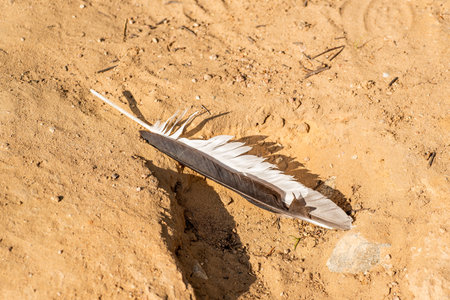 Seagull feather on sandy groundの写真素材