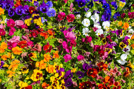 Viola tricolor. White, yellow, blue, purple pansies are varied in color.の写真素材