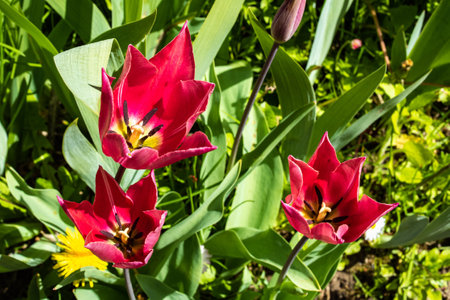 The red tulips with sharp petals in natural environmentの写真素材