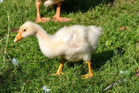 Domestic goose chick on a green lawn, free grazingの写真素材