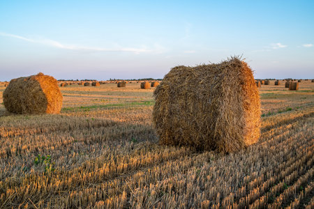 Straw bales in a field in the evening after harvestの写真素材