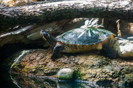 Alabama Red-Bellied Turtle (Pseudemys alabamensis) in Its Natural Habitat
