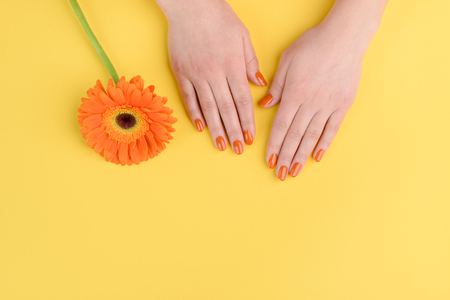 Womans hands and orange gerbera on yellow background with copy space. Nail design for bright ladies.の写真素材
