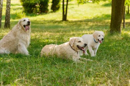 Cute dogs at the restの写真素材