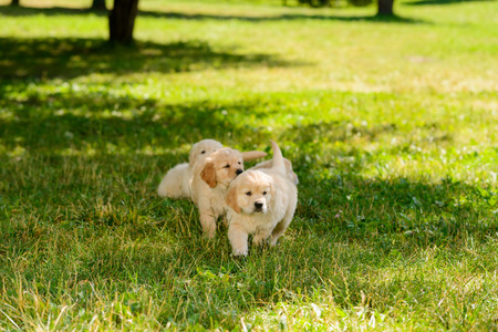 Three golden retriever puppiesの写真素材