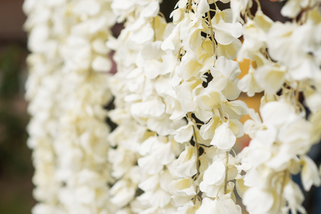 Flower wall as wedding decorationの写真素材