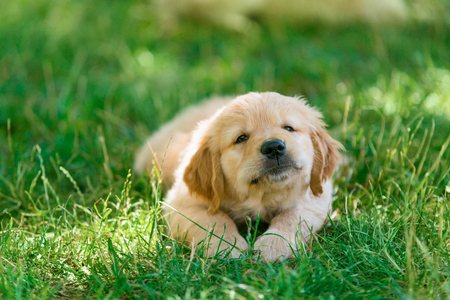 Golden retriever pup is layingの写真素材