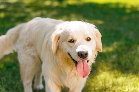 Close up on golden retrieverの写真素材